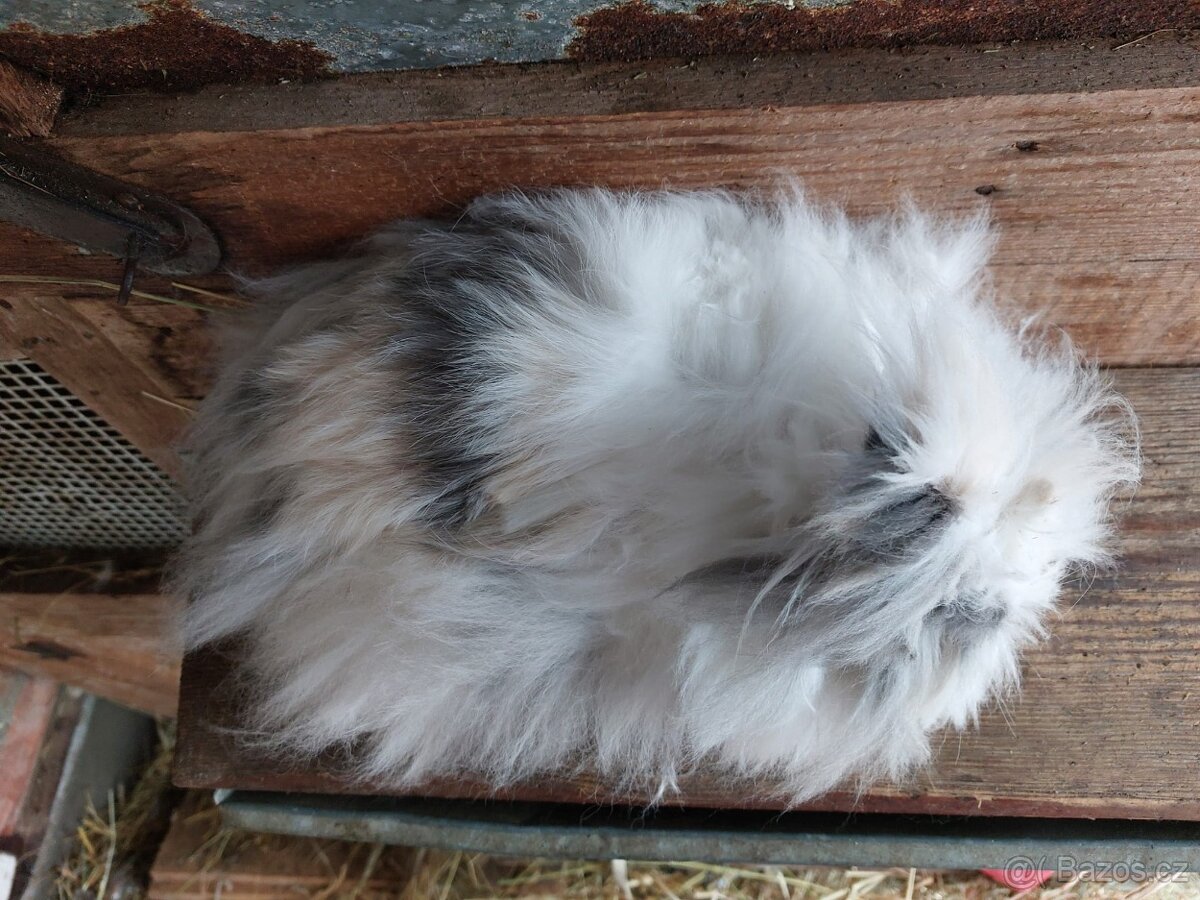 Zakrslý Králík - 3