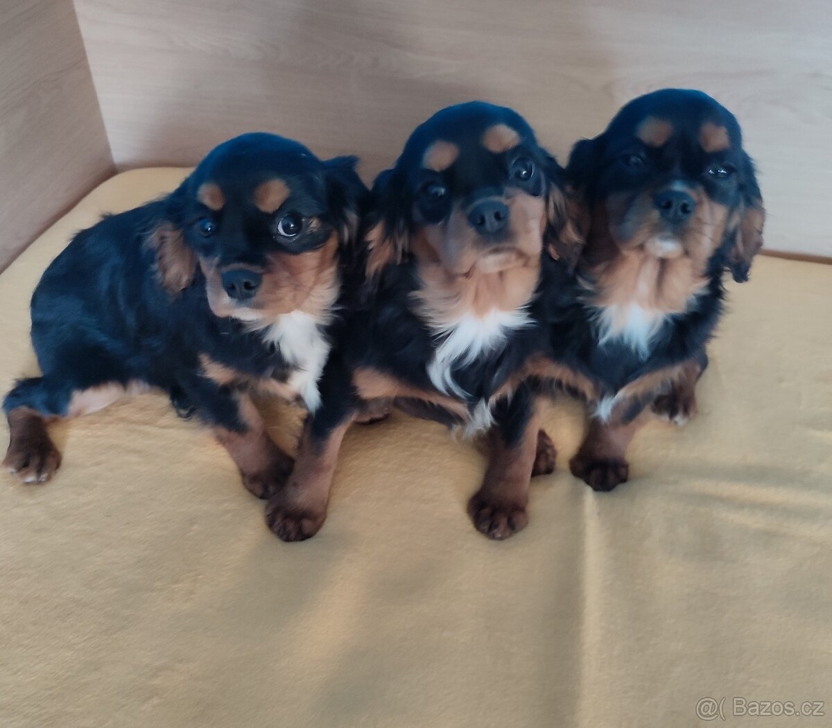 Kavalír king chárles španěl - 3