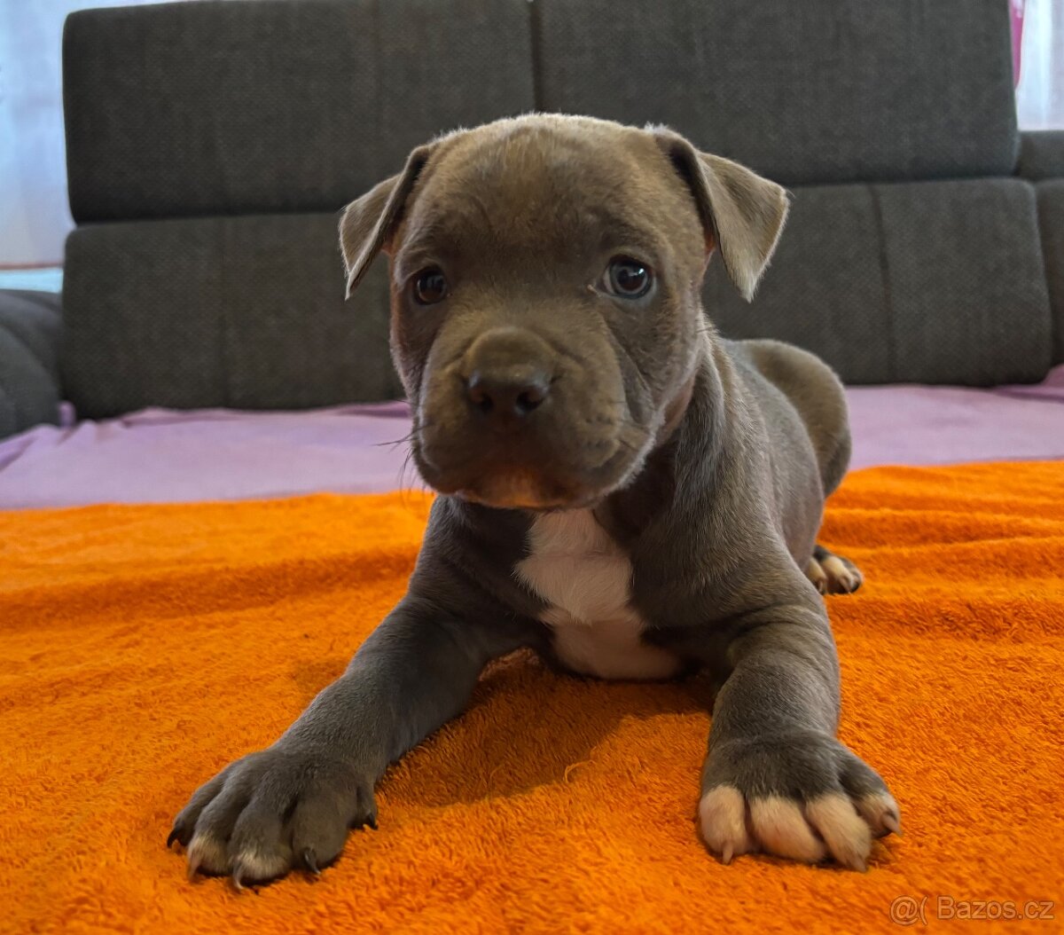 Americký Stafordširský Teriér - 3