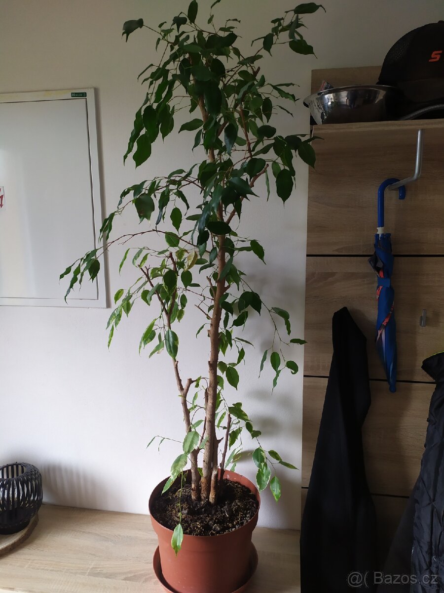 Fíkus - 3