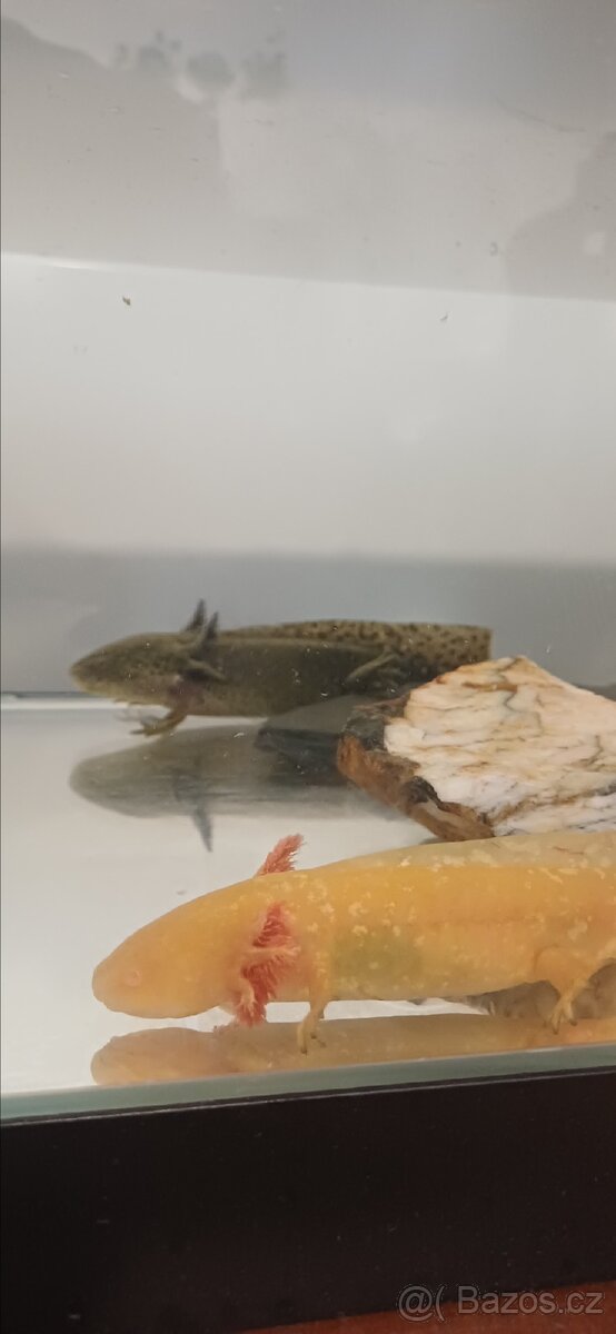 Axelotl páreček + akvárium - 3