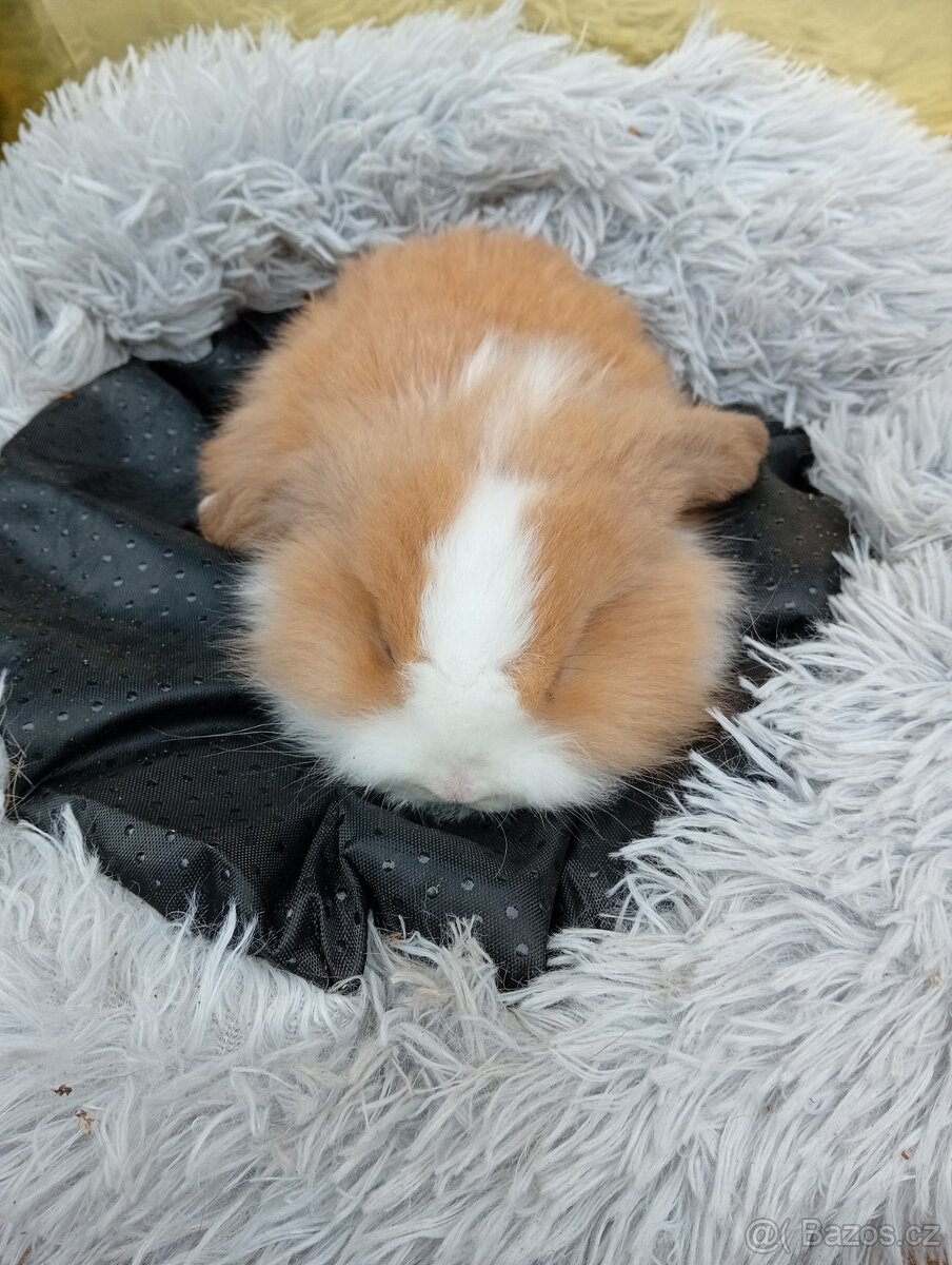 Zakrslý beránek F2 - 3