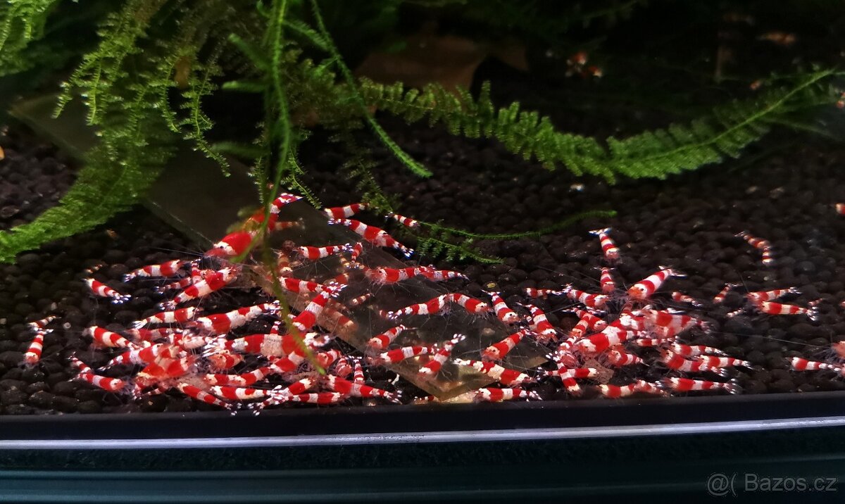 Krevetky Caridina crystal red - 3