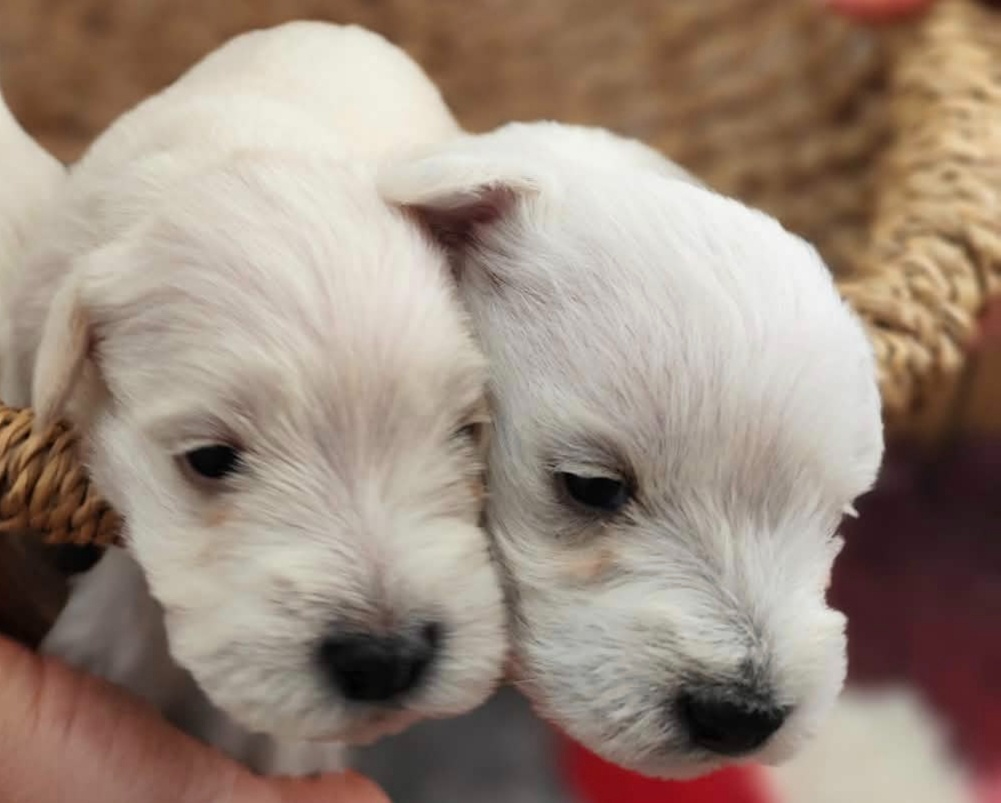 Knírač malý s PP - 3