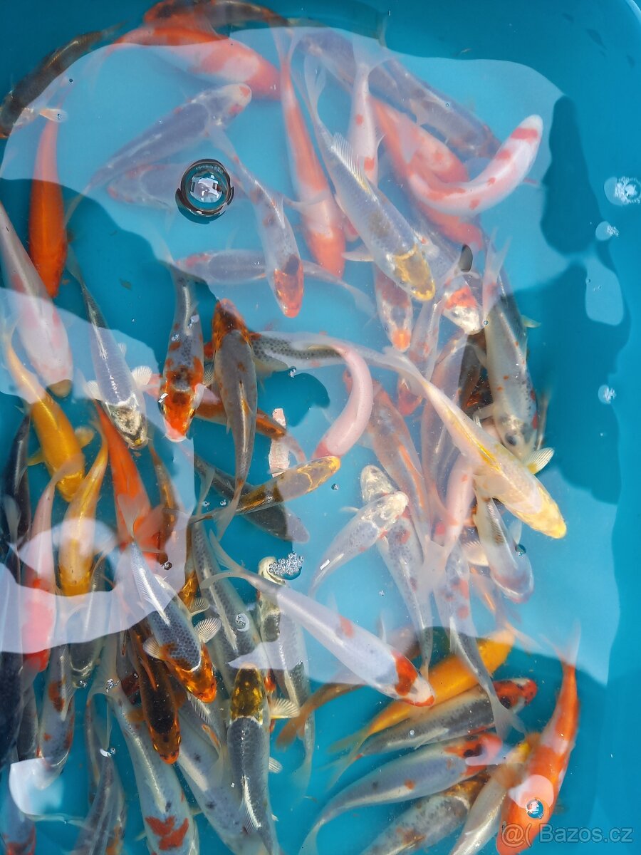 kapr koi - 3
