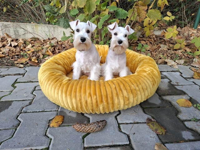 Knírač malý bílý - štěňátka s PP fenky - 3