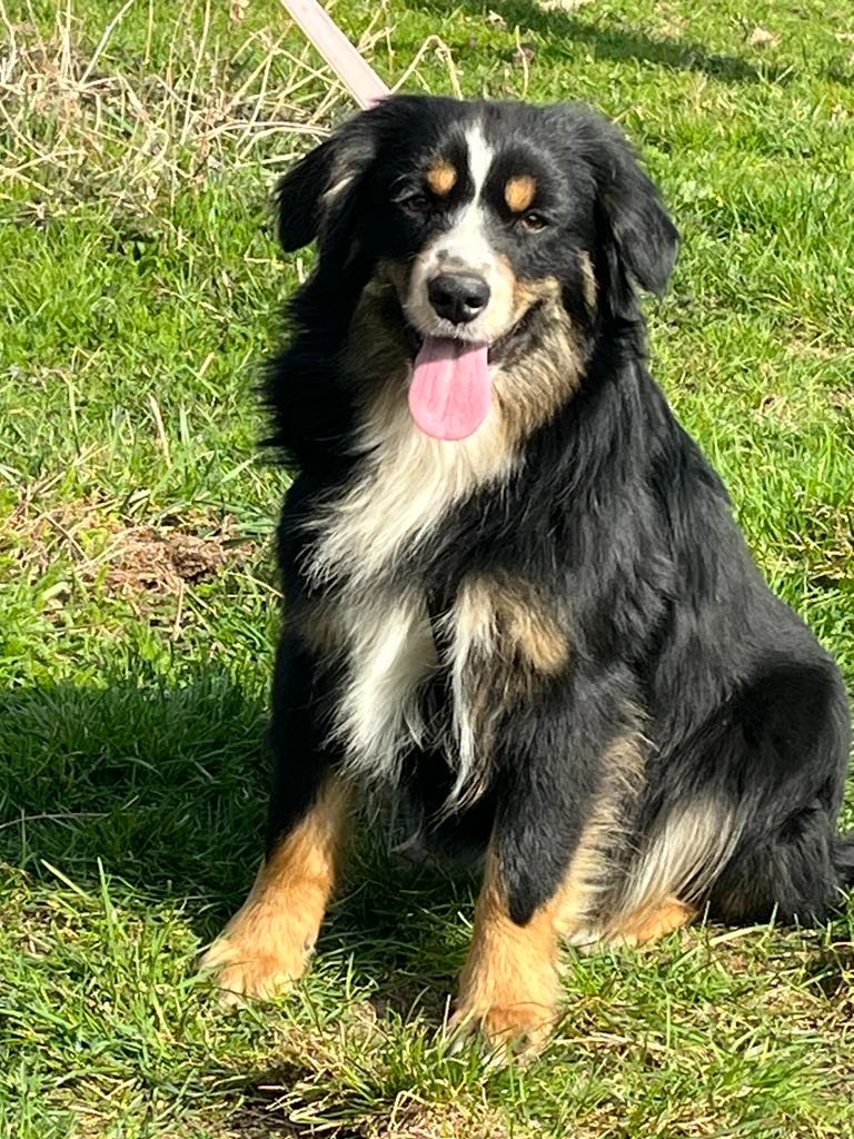 Miniaturní americký ovčák- štěnata s PP v barvě - 3