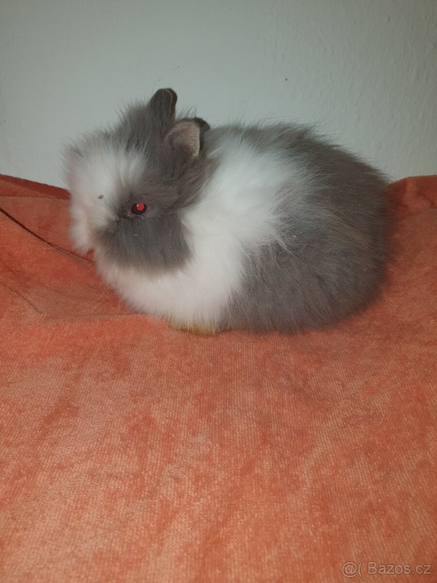 Teddy zakrslý králík - 3
