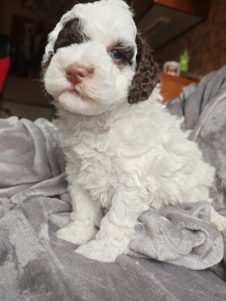 Pudl vícebarevný trpasličí - štěňátka s PP - 3