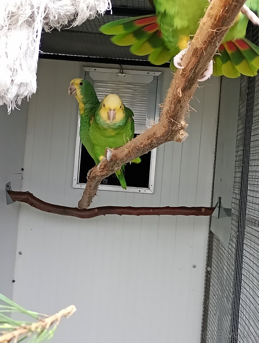 Amazoňan velký oratrix, - 3