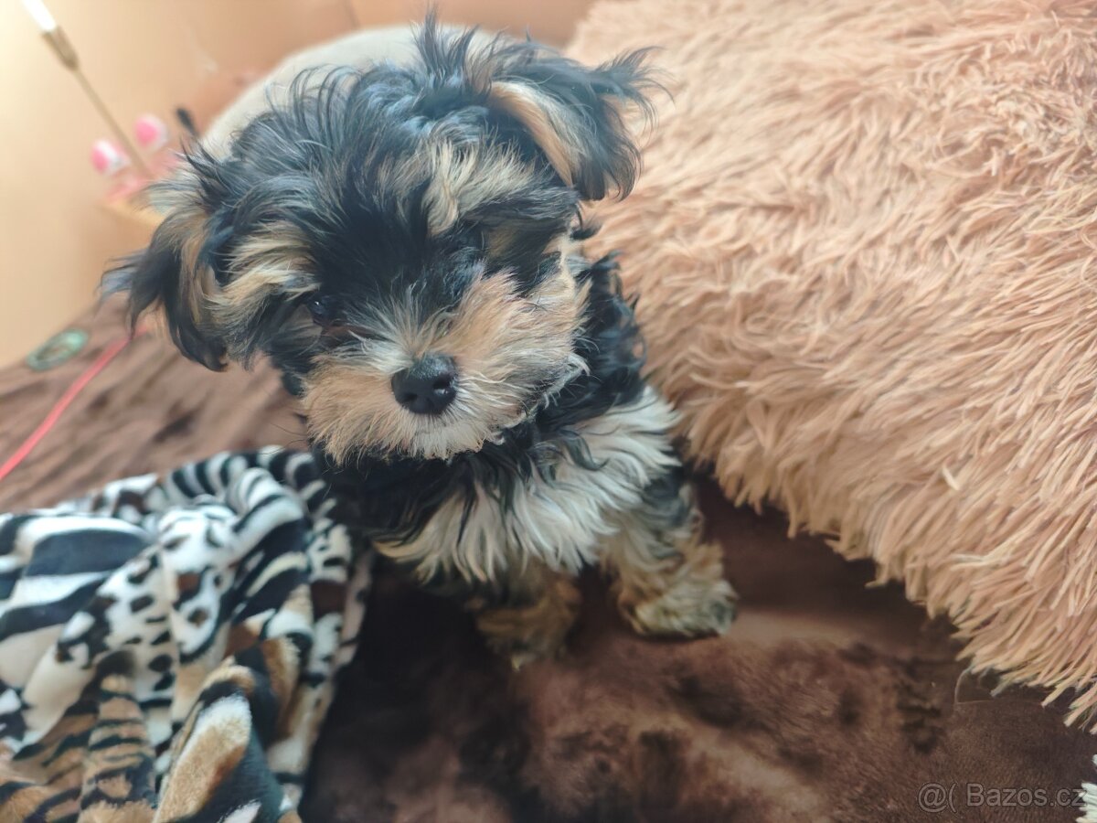 Biewer Jorkšírský Teriér - 3