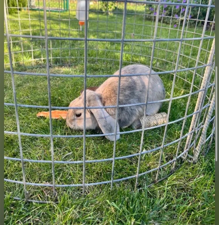 Méďa hledá nový domov - 3