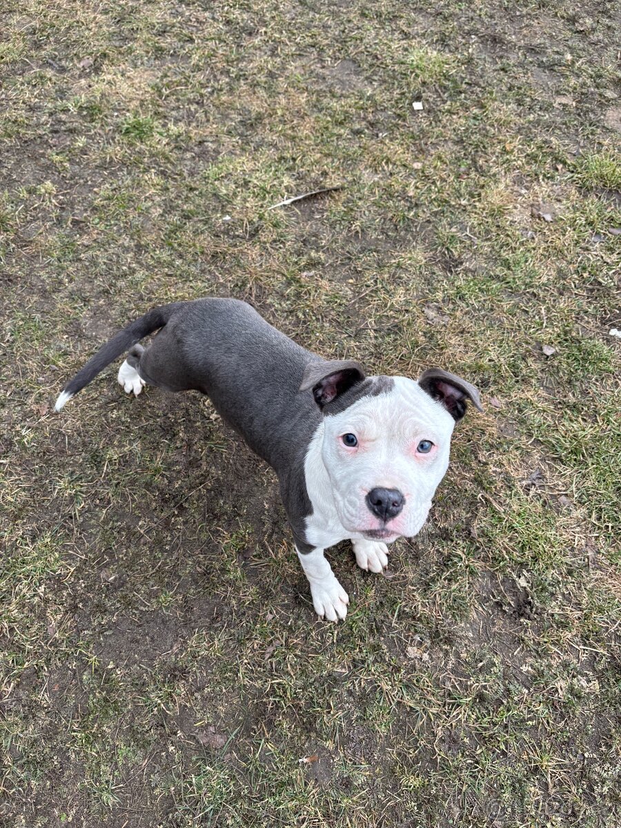 Americký stafordsirsky terier, Stafford, amstaf - 3