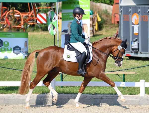 Krásný valach pony 2 roky - 3