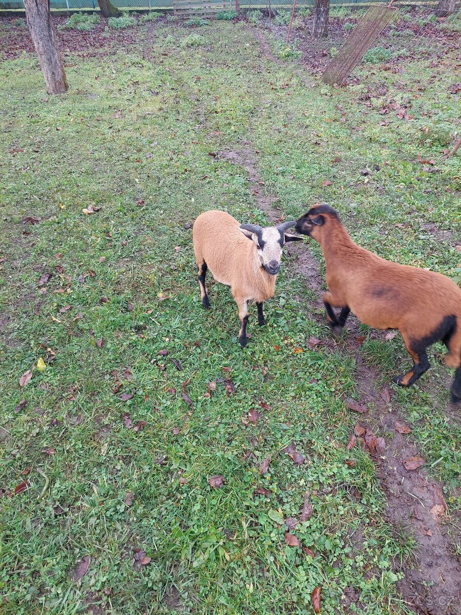 beran ovce kamerunské - 3