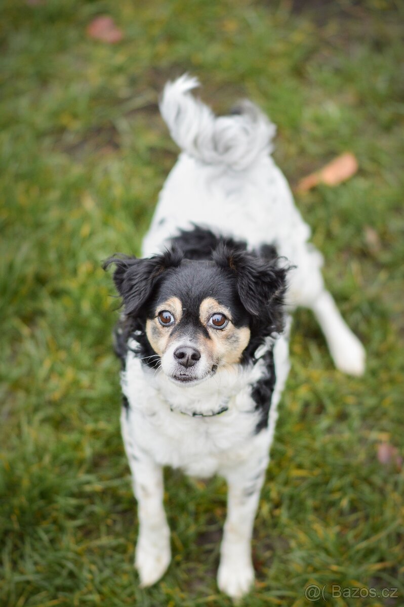 Bublina - malá kříženka, moc hodná, mazlivá a praštěná - 3