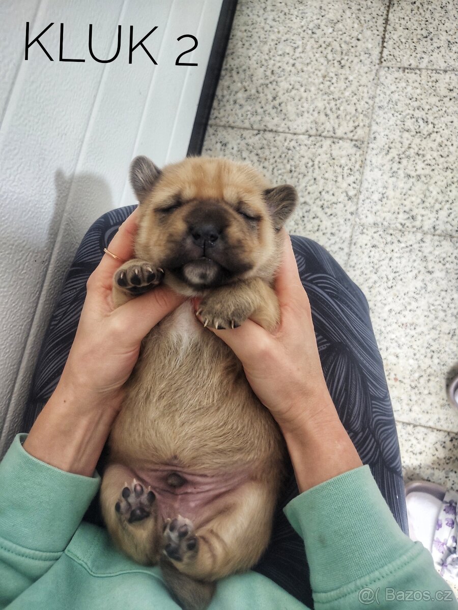 Štěňata kříženci - 3