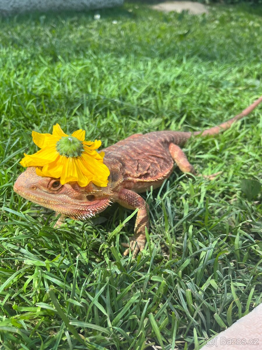 Agama vousatá samec - 3