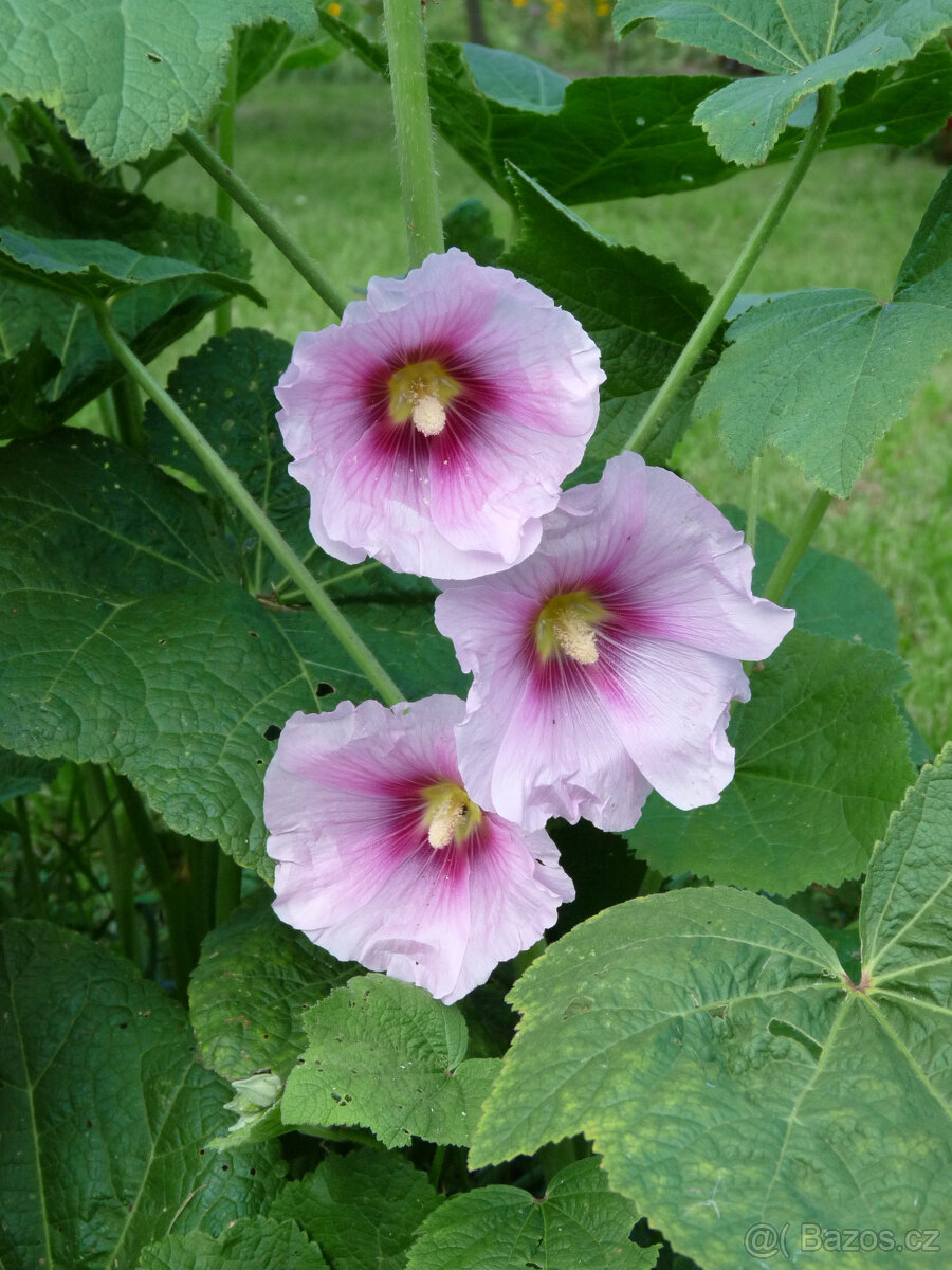 semena TOPOLOVKY - 3 barvy - 3