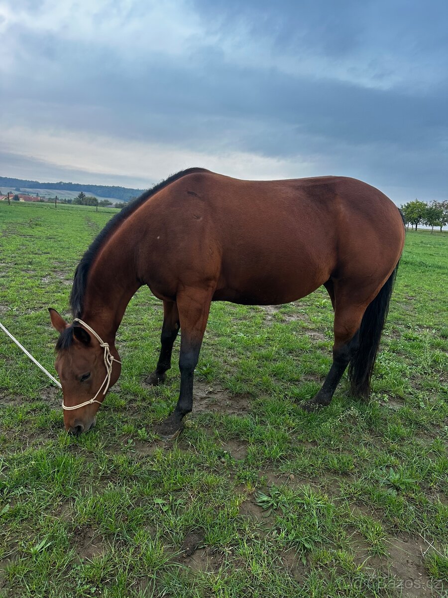 AQH klisna 7 let - 3