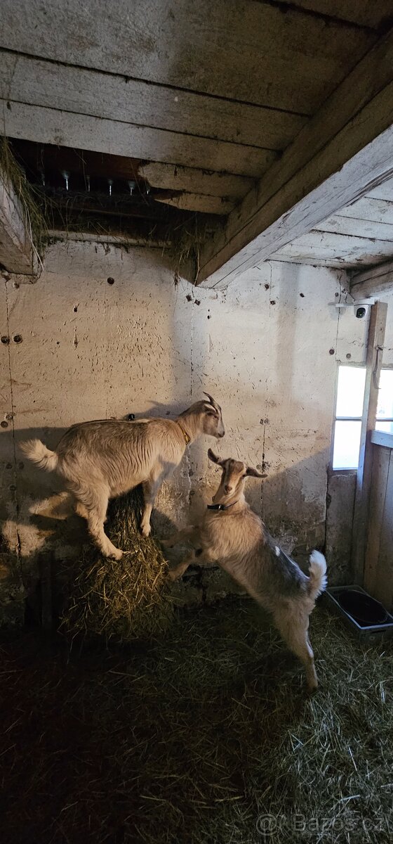 Prodám kozy - 3