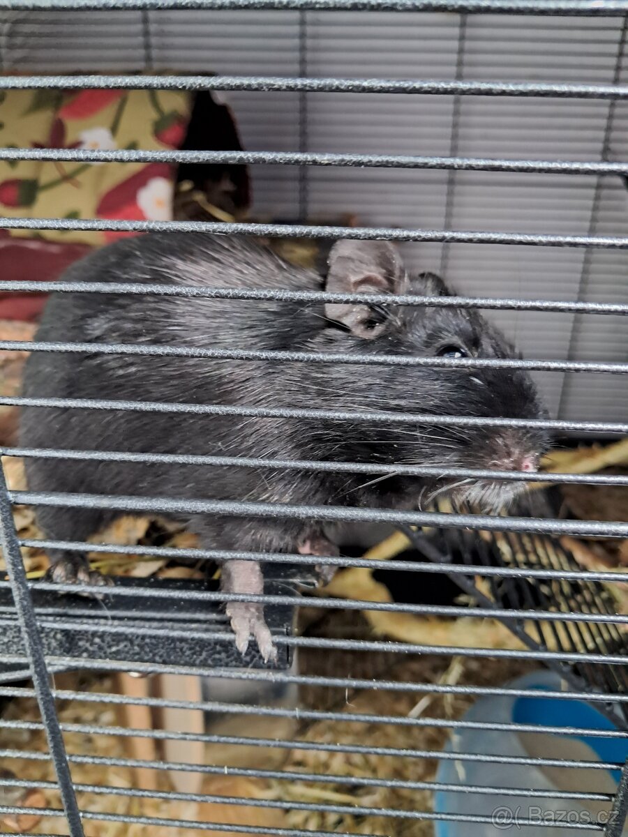Osmáci degu - 3