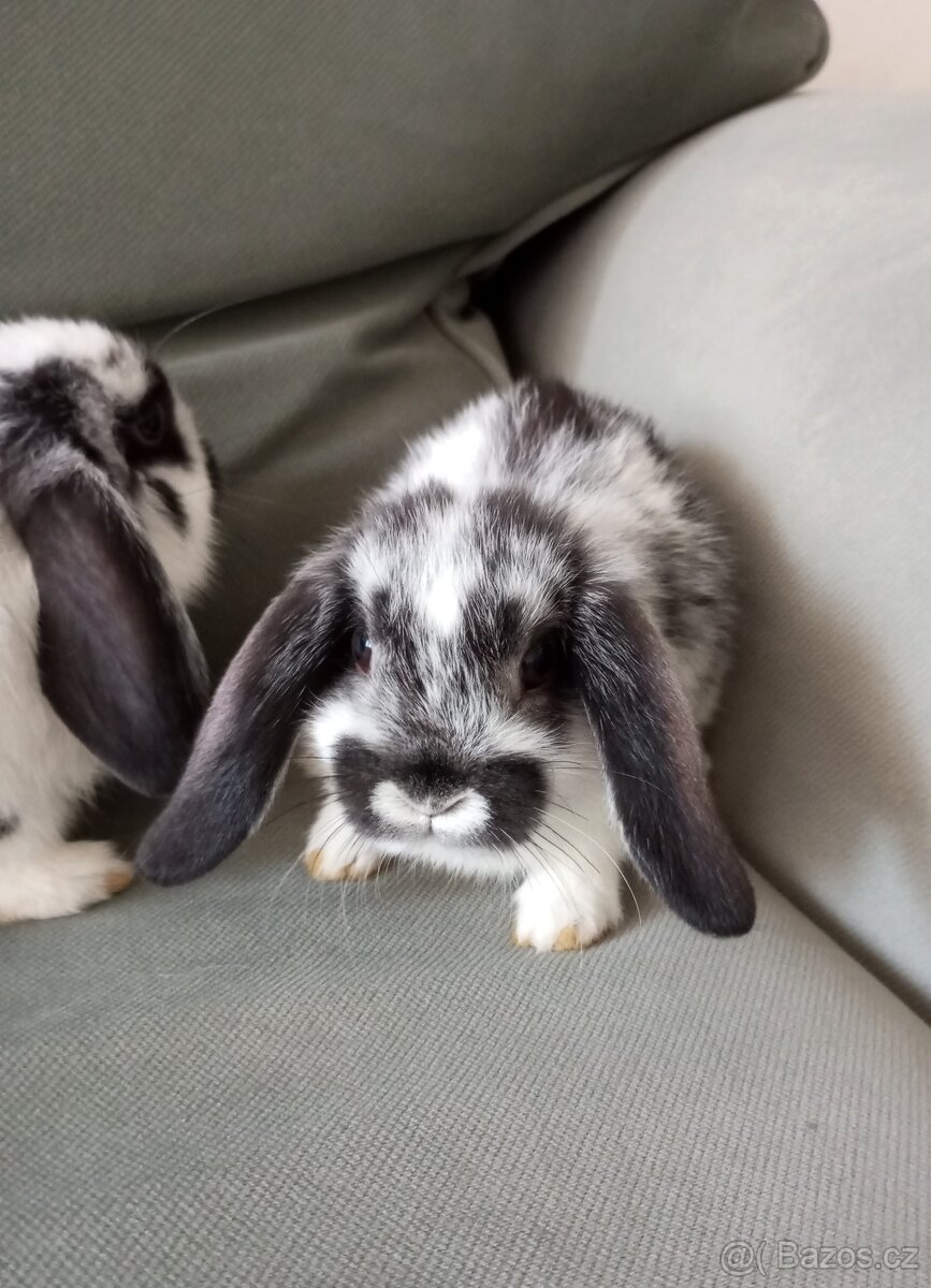 Zakrslý beránek králíček - 3