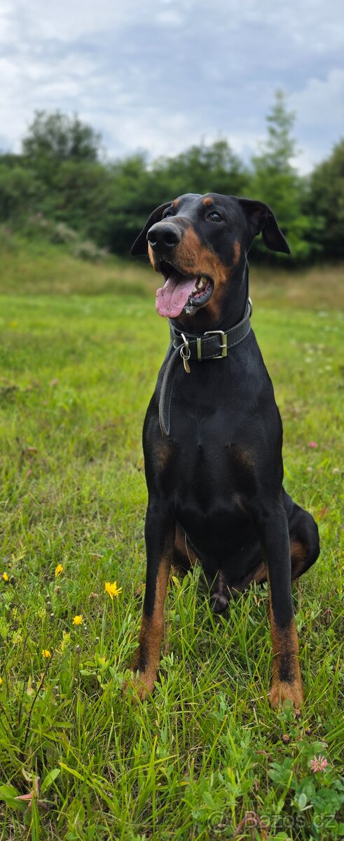 Dobrman ke krytí - 3