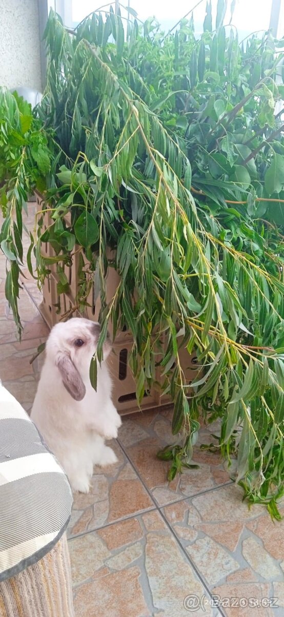 Mini Lop - 3