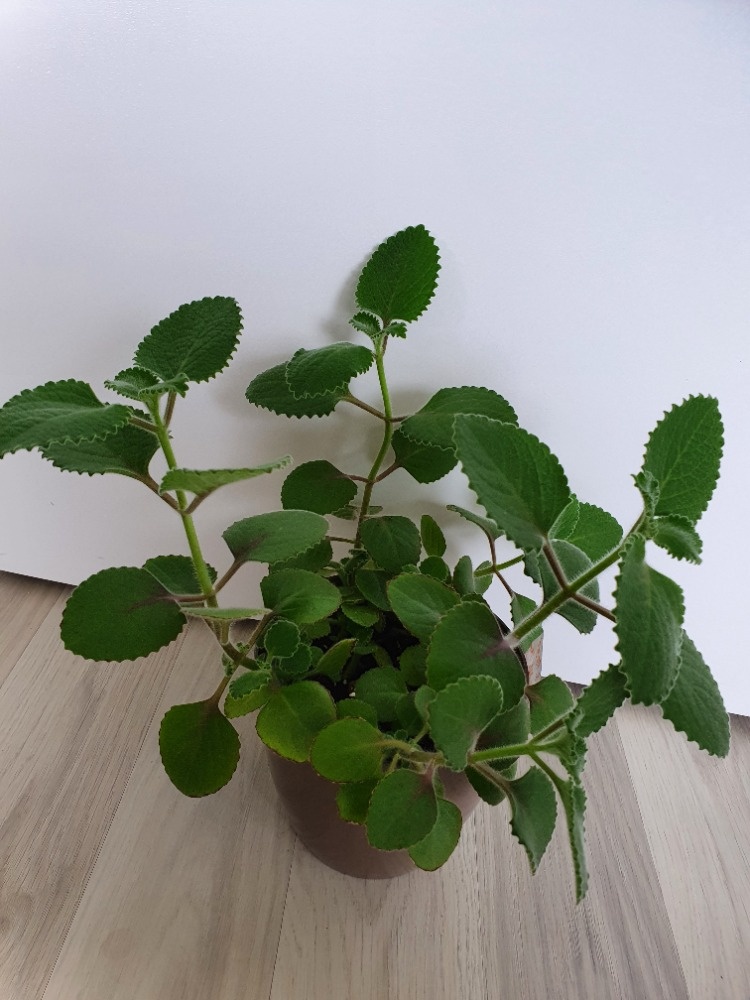 Krásné rýmovníky - 3