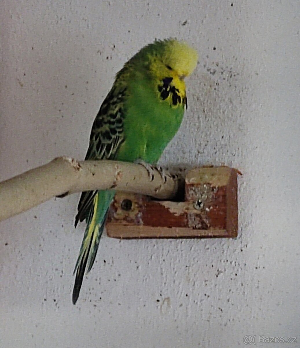 Výstavní andulky - 3