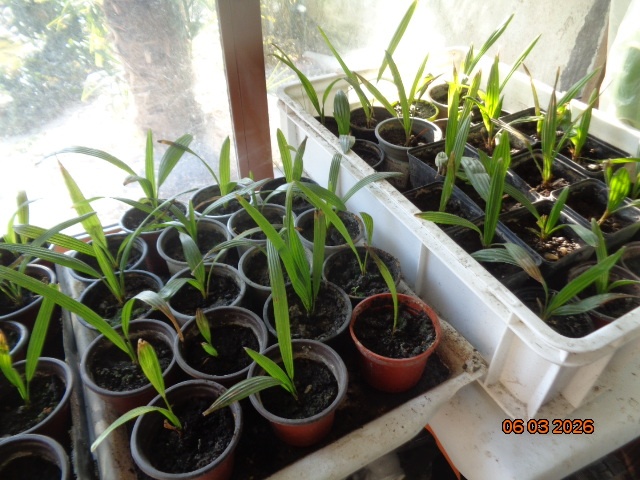 Mrazuvzdorná Palma konopná-palmičky - 3