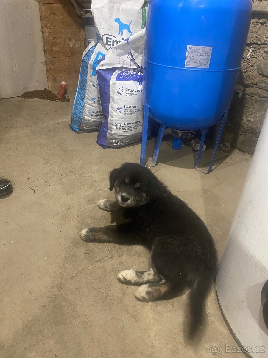 Štěňata - 3