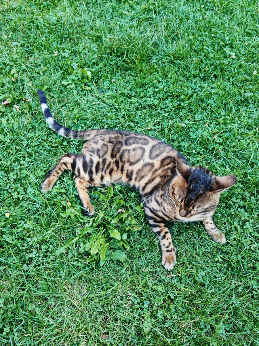 Bengálský kocour s PP. - 3