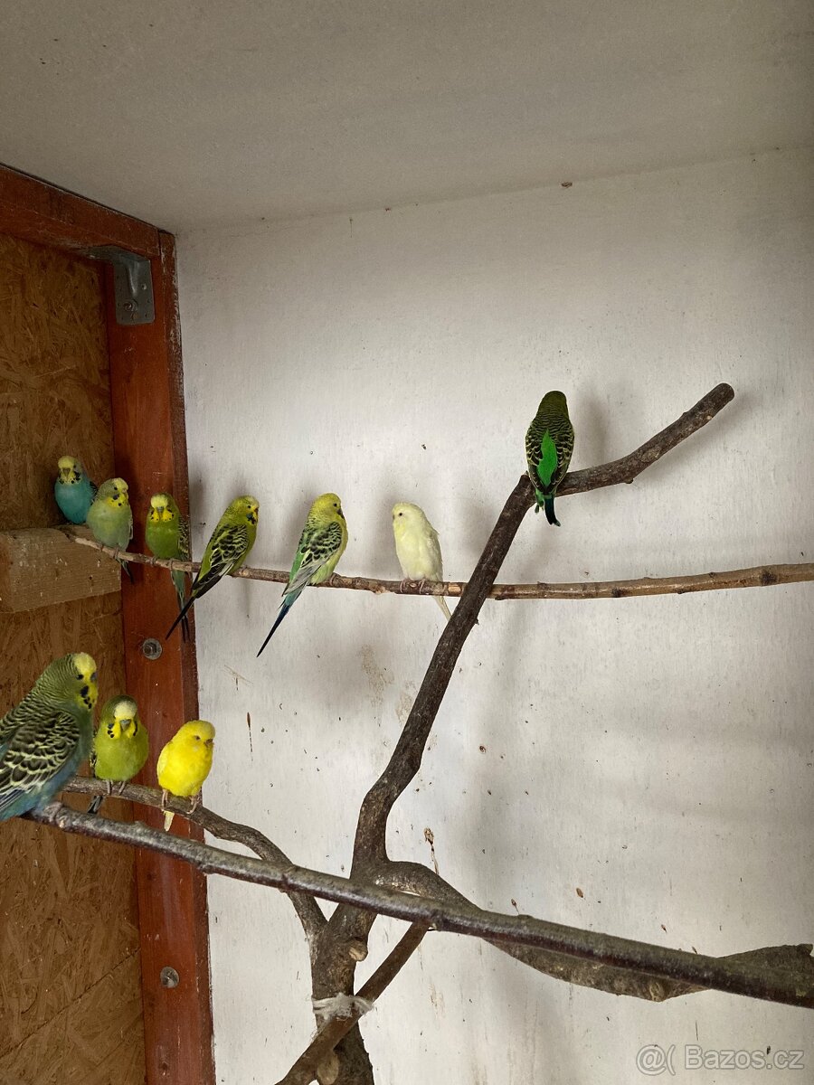 andulka , andulky - 3