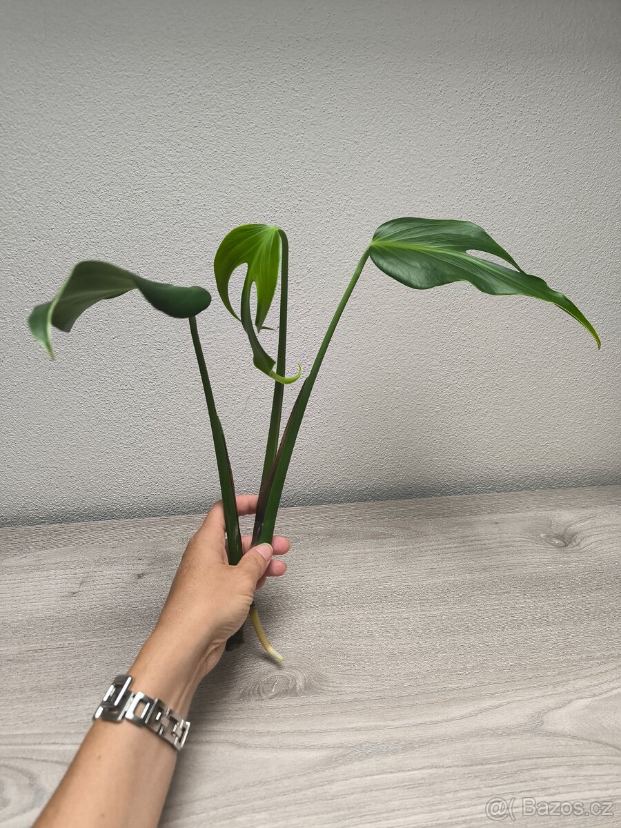 Monstera Burle Marx Flame - 3