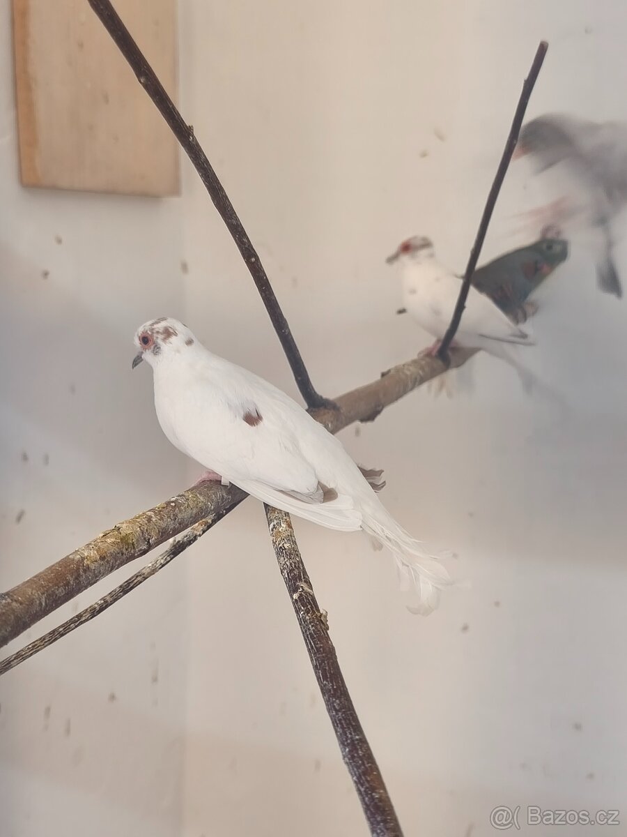 Holoubek diamantový - 3