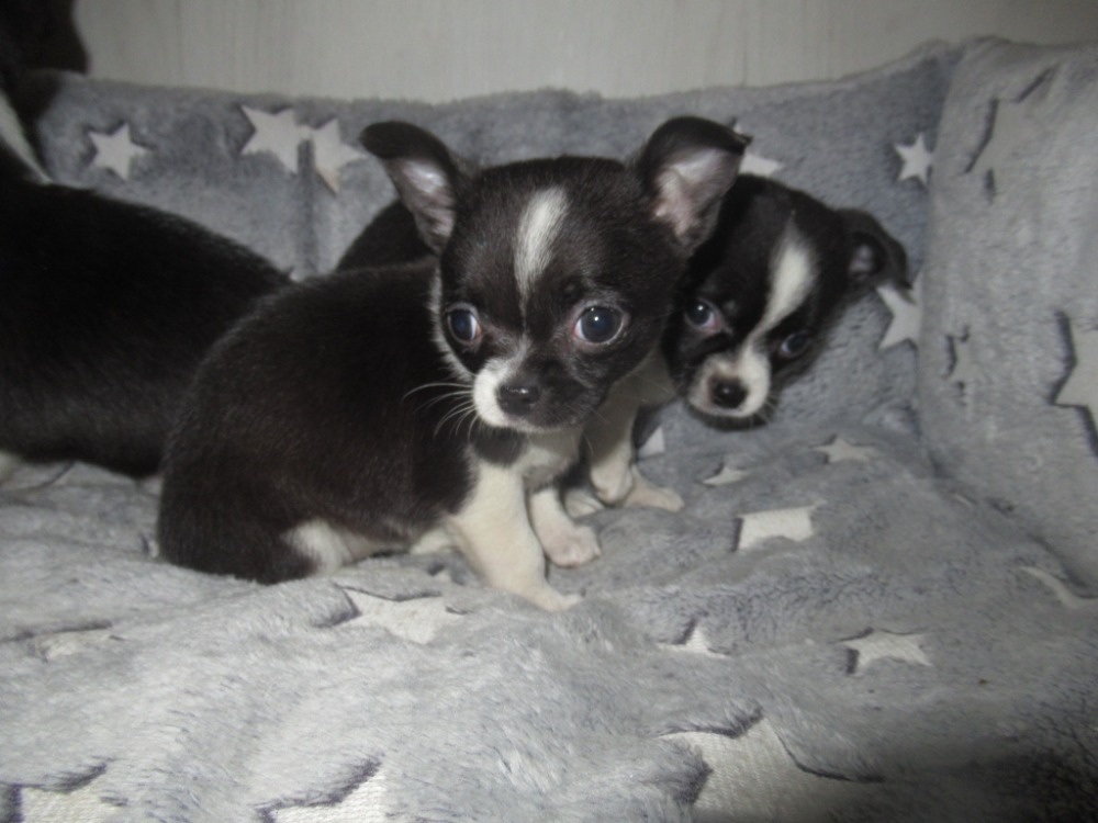 Čivava štěňátka - 3