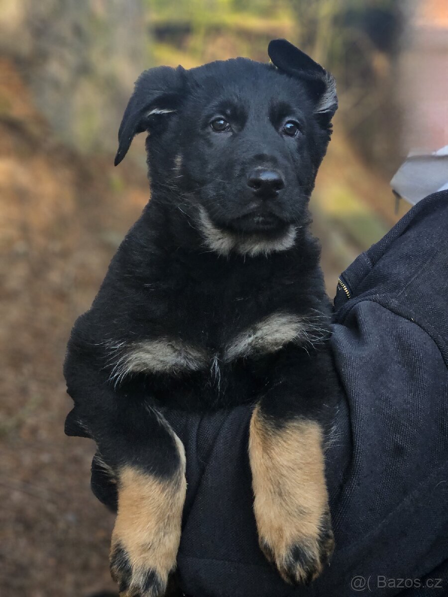 Německý ovčák fenky s PP - 3