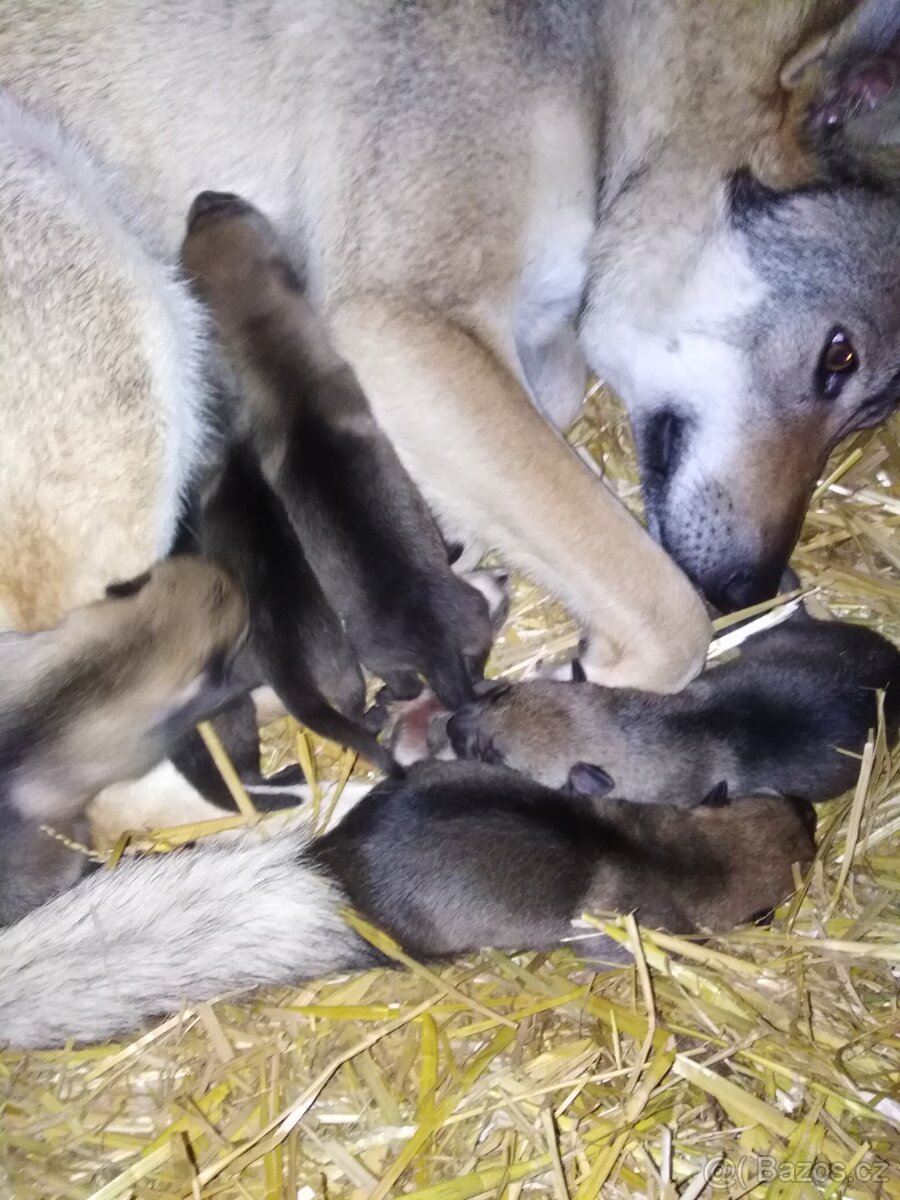 Československý vlčák - 3