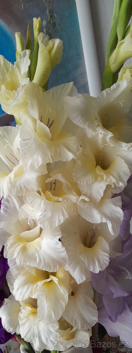 mečíky, cibule mečíků - 3