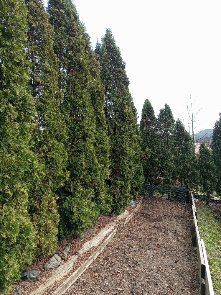 Vzrostlé thuje - 3
