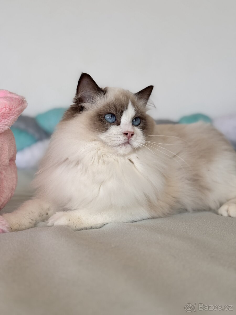 Holčička Ragdoll s PP - 3
