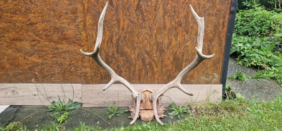 Jelení paroží - 3