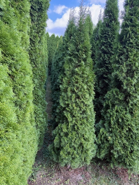 THUJE SMARAGD - 3