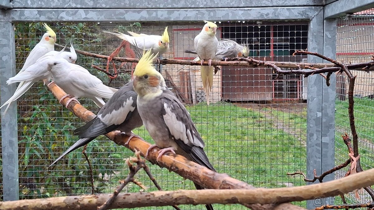 Korely chocholaté - 3