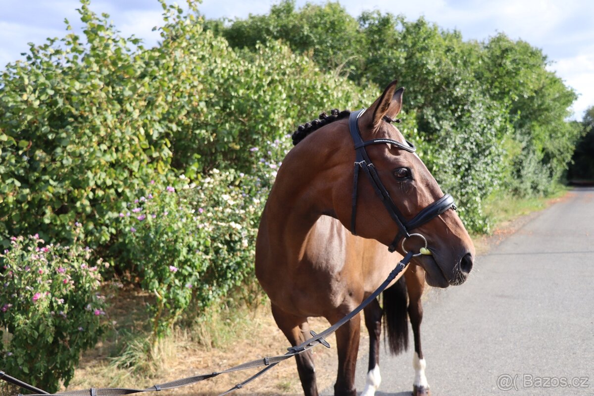 Elegantní klisna pro rekreaci či chov - 3