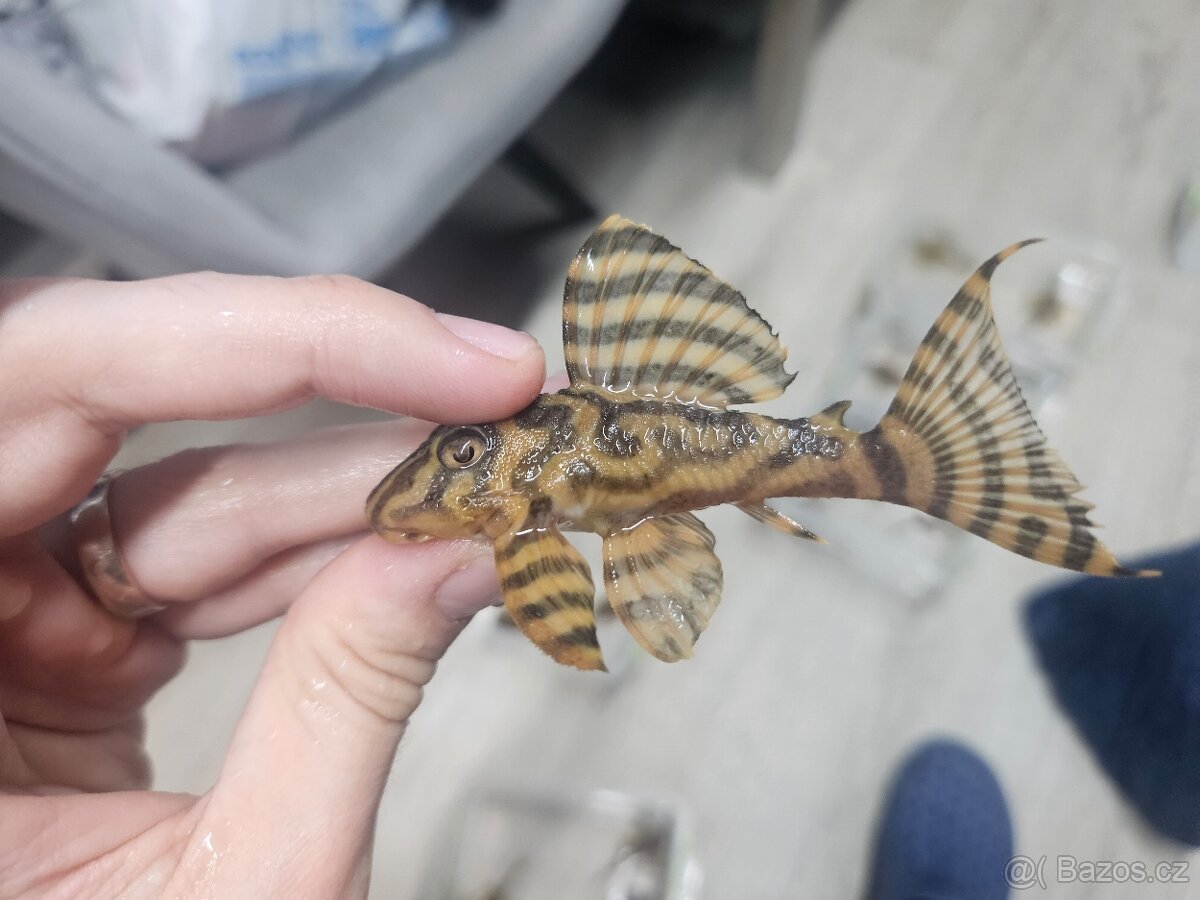 L 333 Gold line AAA - chovné páry - 3