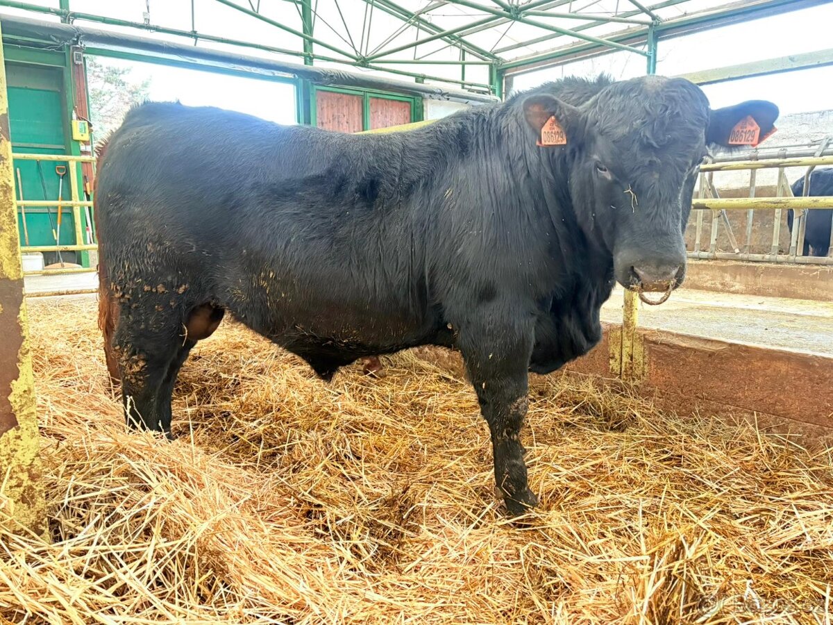Plemenný býk Aberdeen angus - 3