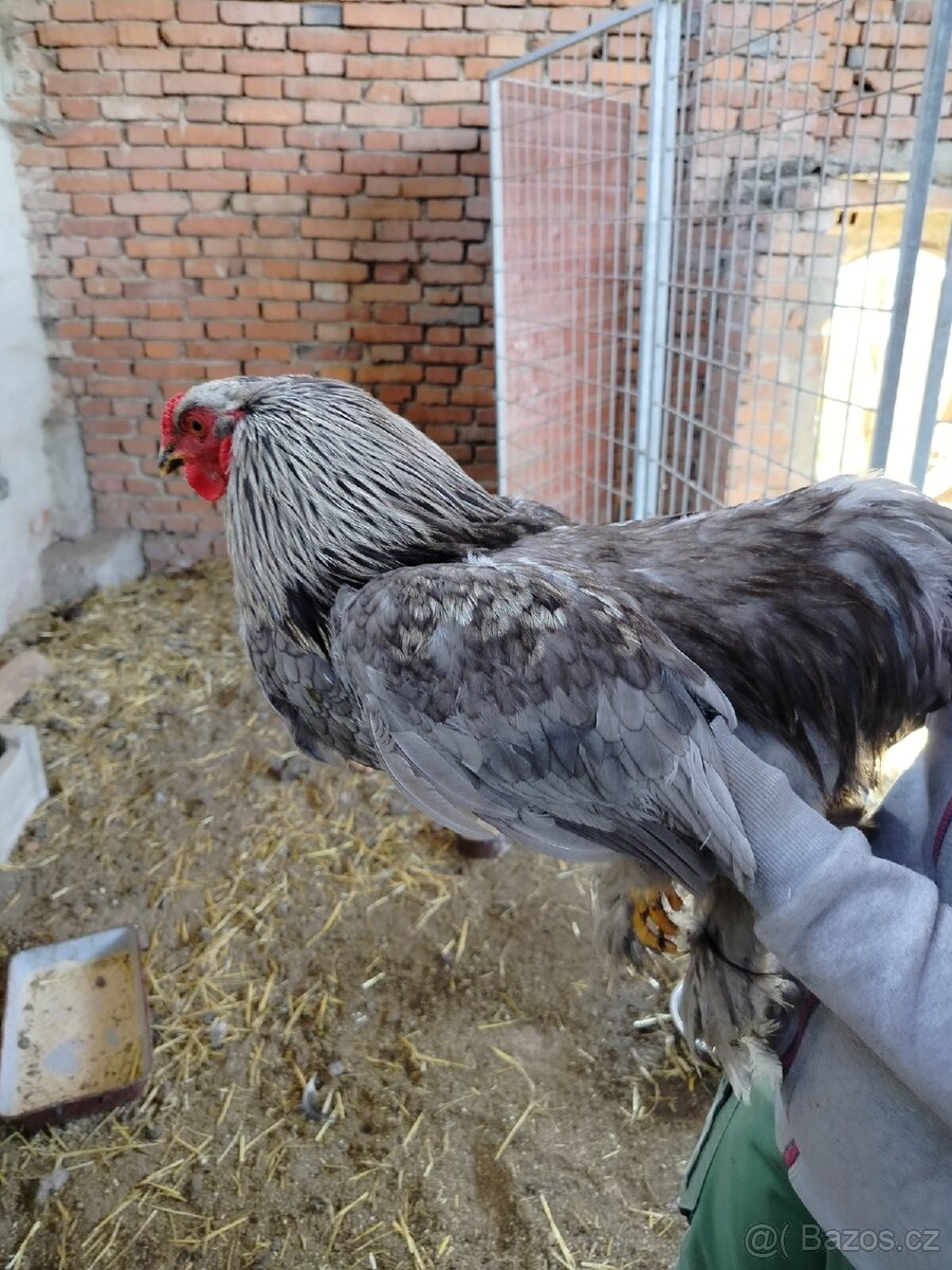 Prodám kohouty brahamky - 3